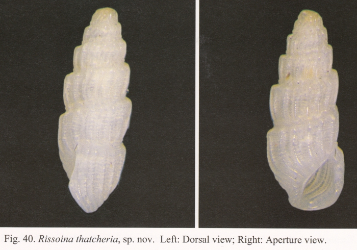 Rissoina thatcheria Chang & Wu, 2004 Rissoina thatcheria Chang & Wu, 2004