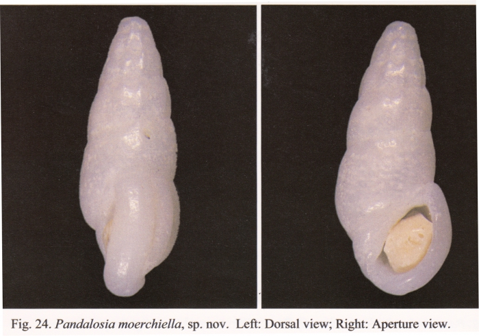 Pandalosia moerchiella Chang & Wu, 2004