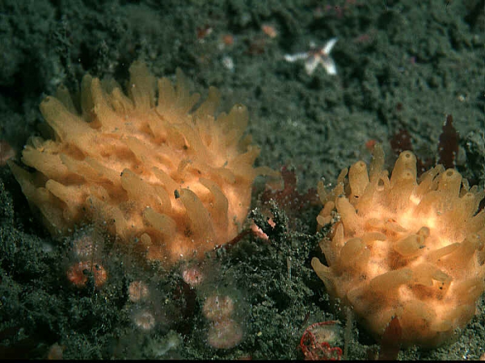 Polymastia boletiformis (Lamarck, 1815) Polymastia boletiformis (Lamarck, 1815)