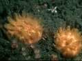 Porifera (sponges)