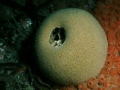 Porifera (sponges)