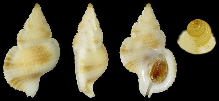 Halgyrineum louisae (Lewis, H., 1974) Halgyrineum louisae (Lewis, H., 1974)