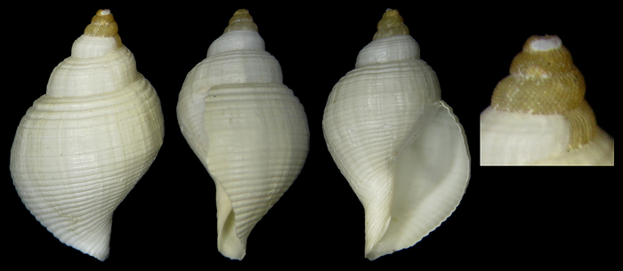 Lusitanops cingulatus