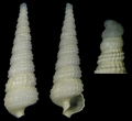 Mollusca (molluscs)