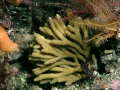 Porifera (sponges)