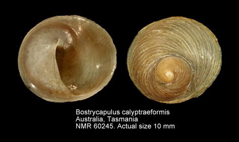 Bostrycapulus calyptraeiformis