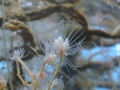 Hydrozoa (hydroids)